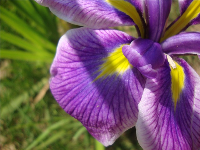 IRIS ENSATA 2